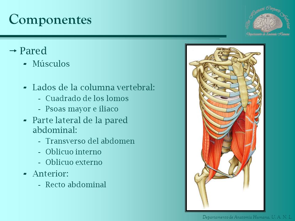 Componentes Pared Músculos Lados de la columna vertebral: