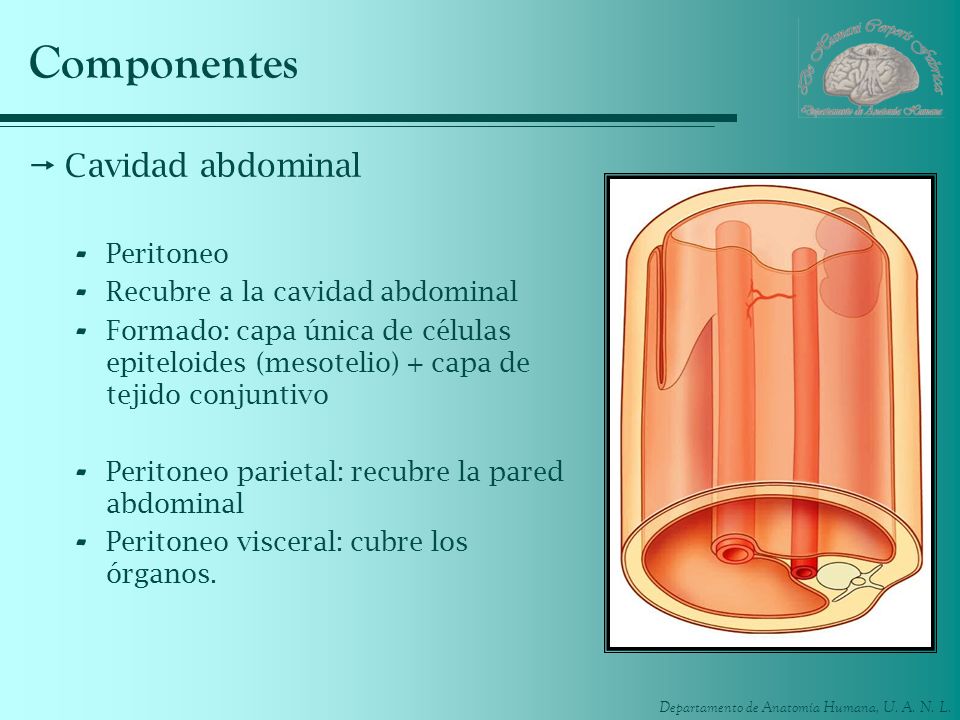 Componentes Cavidad abdominal Peritoneo Recubre a la cavidad abdominal