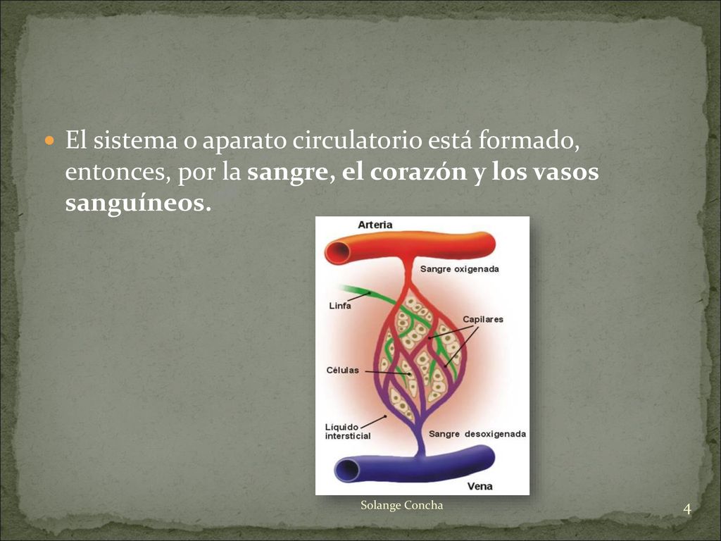 El sistema o aparato circulatorio está formado, entonces, por la sangre, el corazón y los vasos sanguíneos.