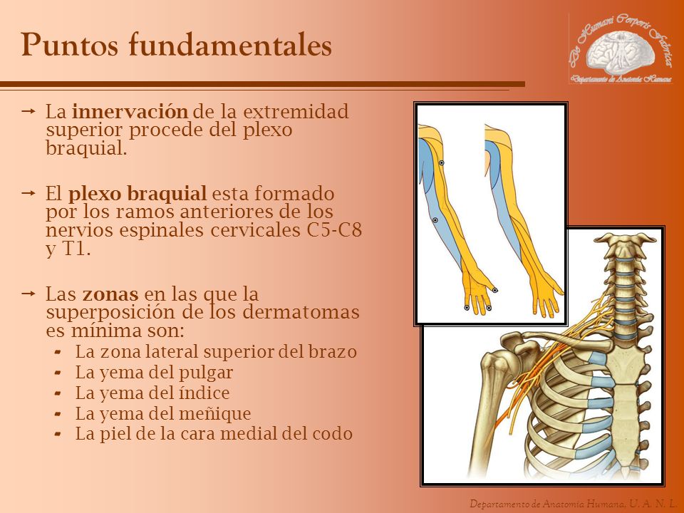 Puntos fundamentales La innervación de la extremidad superior procede del plexo braquial.