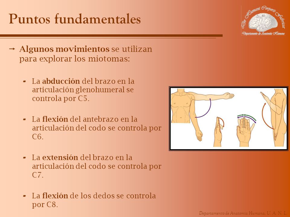 Puntos fundamentales Algunos movimientos se utilizan para explorar los miotomas: