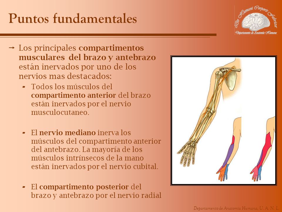 Puntos fundamentales Los principales compartimentos musculares del brazo y antebrazo están inervados por uno de los nervios mas destacados: