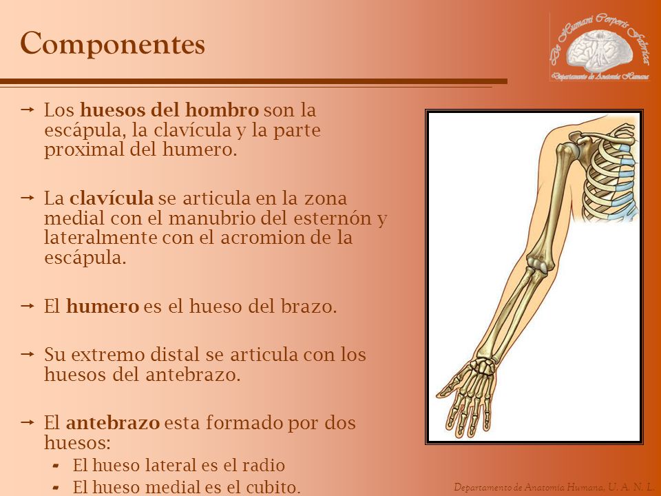 Componentes Los huesos del hombro son la escápula, la clavícula y la parte proximal del humero.