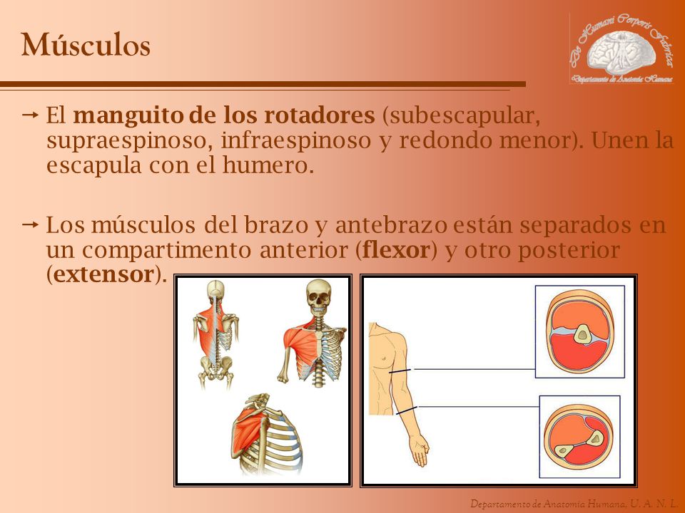 Músculos El manguito de los rotadores (subescapular, supraespinoso, infraespinoso y redondo menor). Unen la escapula con el humero.