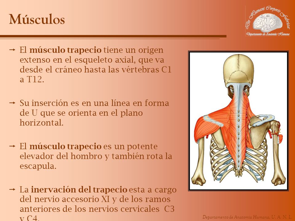 Músculos El músculo trapecio tiene un origen extenso en el esqueleto axial, que va desde el cráneo hasta las vértebras C1 a T12.