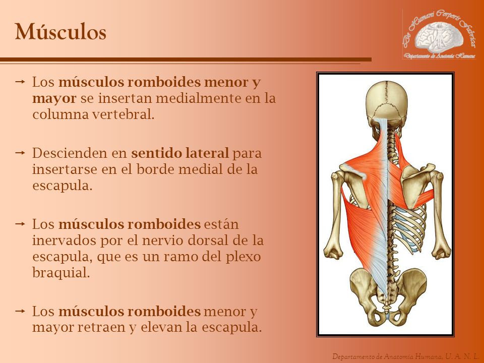 Músculos Los músculos romboides menor y mayor se insertan medialmente en la columna vertebral.
