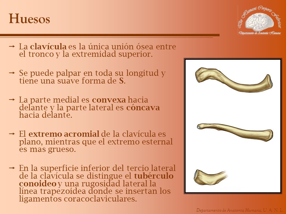 Huesos La clavícula es la única unión ósea entre el tronco y la extremidad superior.