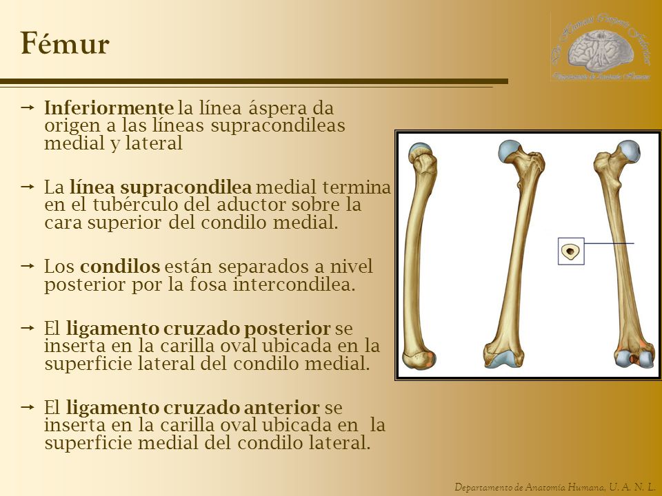 Fémur Inferiormente la línea áspera da origen a las líneas supracondileas medial y lateral.