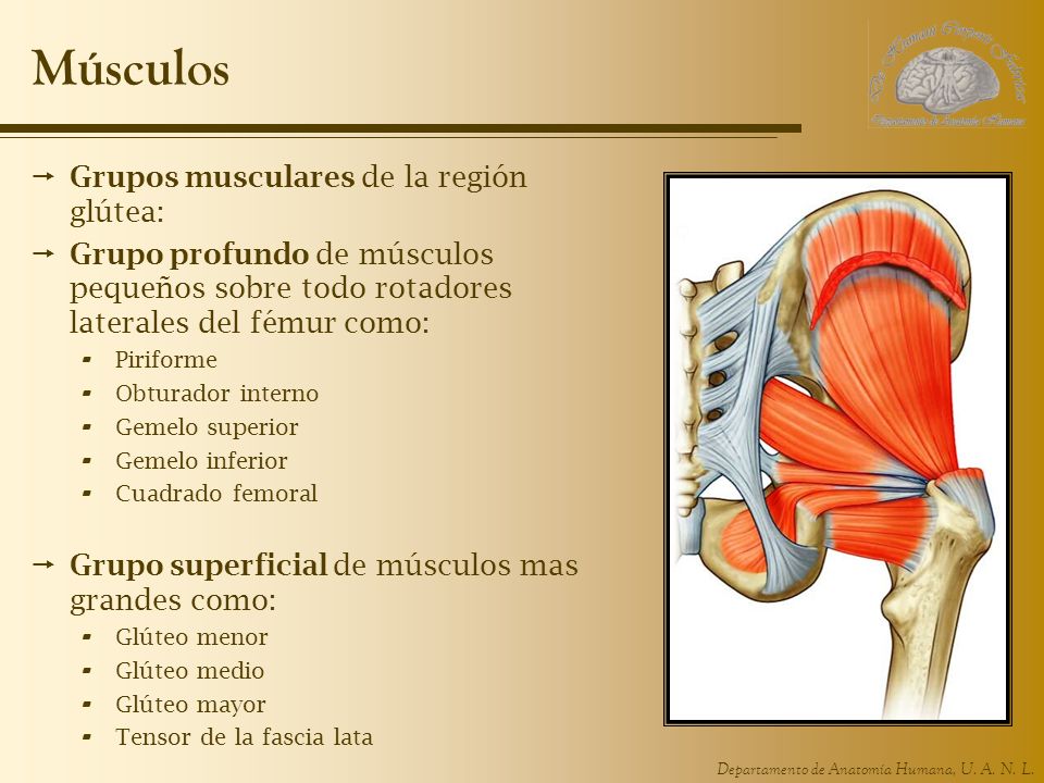 Músculos Grupos musculares de la región glútea: