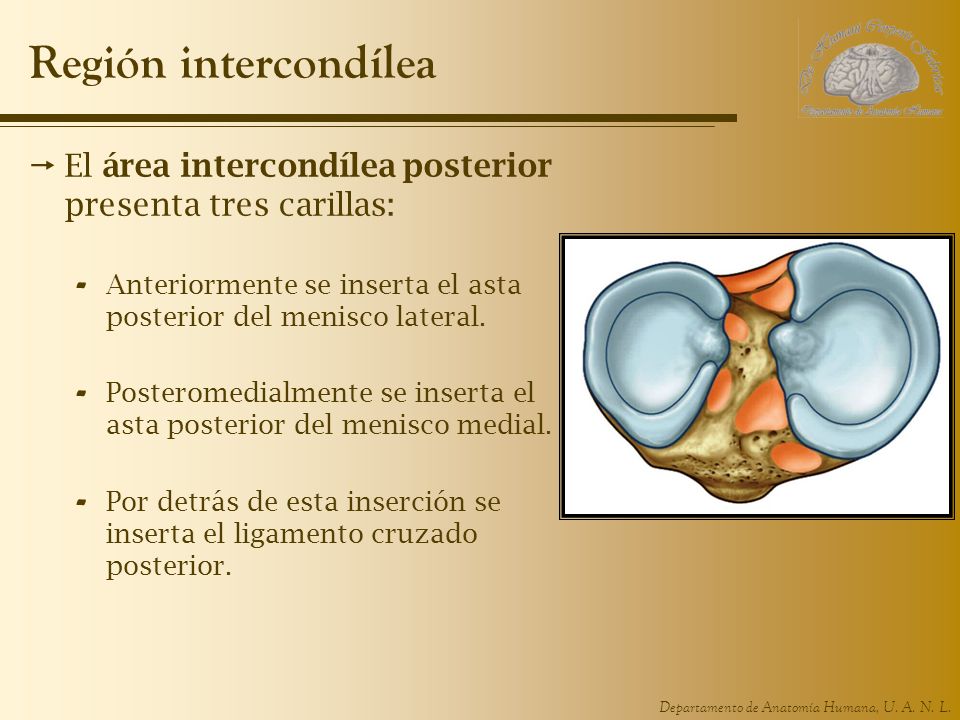 Región intercondílea El área intercondílea posterior presenta tres carillas: Anteriormente se inserta el asta posterior del menisco lateral.