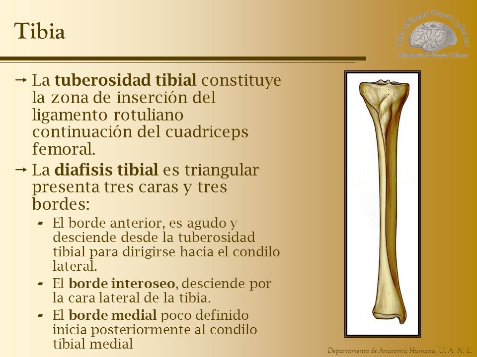 Tibia La tuberosidad tibial constituye la zona de inserción del ligamento rotuliano continuación del cuadriceps femoral.