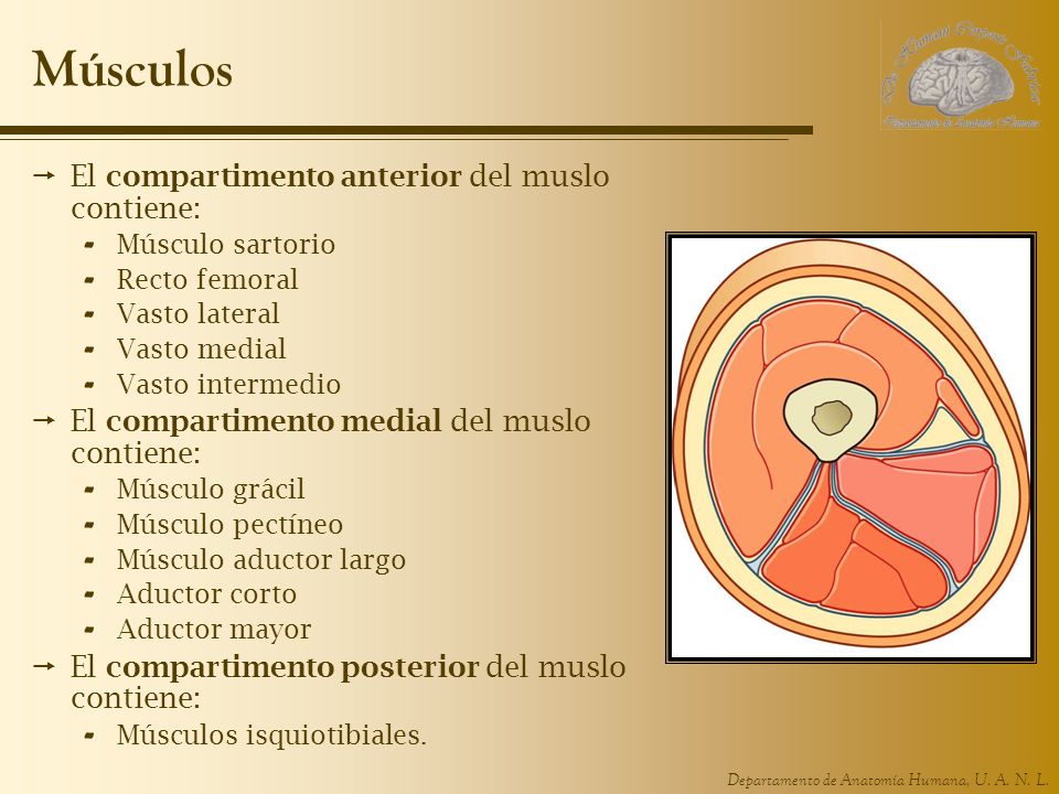 Músculos El compartimento anterior del muslo contiene: