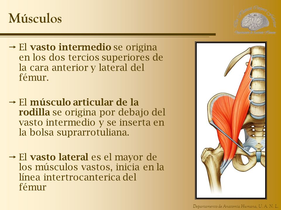 Músculos El vasto intermedio se origina en los dos tercios superiores de la cara anterior y lateral del fémur.