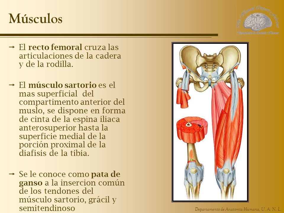 Músculos El recto femoral cruza las articulaciones de la cadera y de la rodilla.