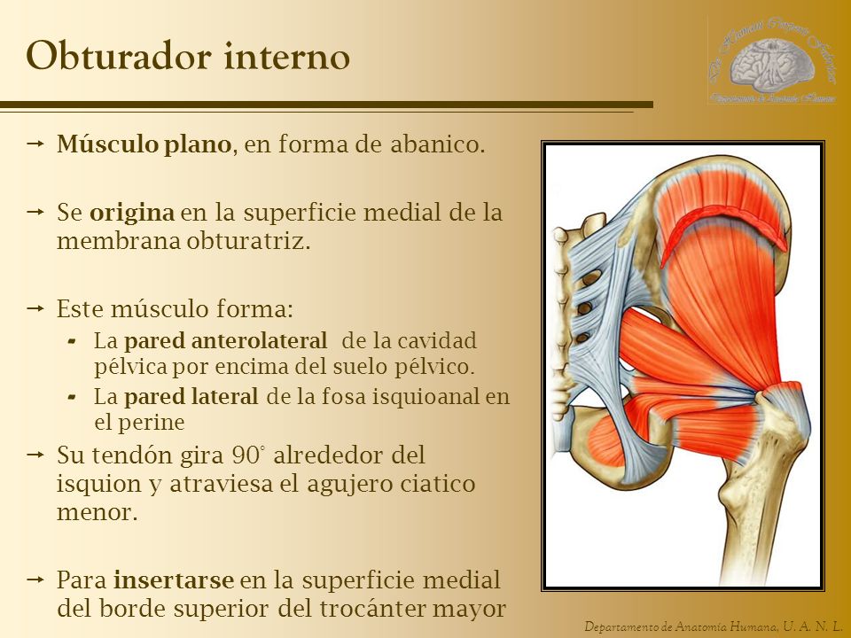 Obturador interno Músculo plano, en forma de abanico.