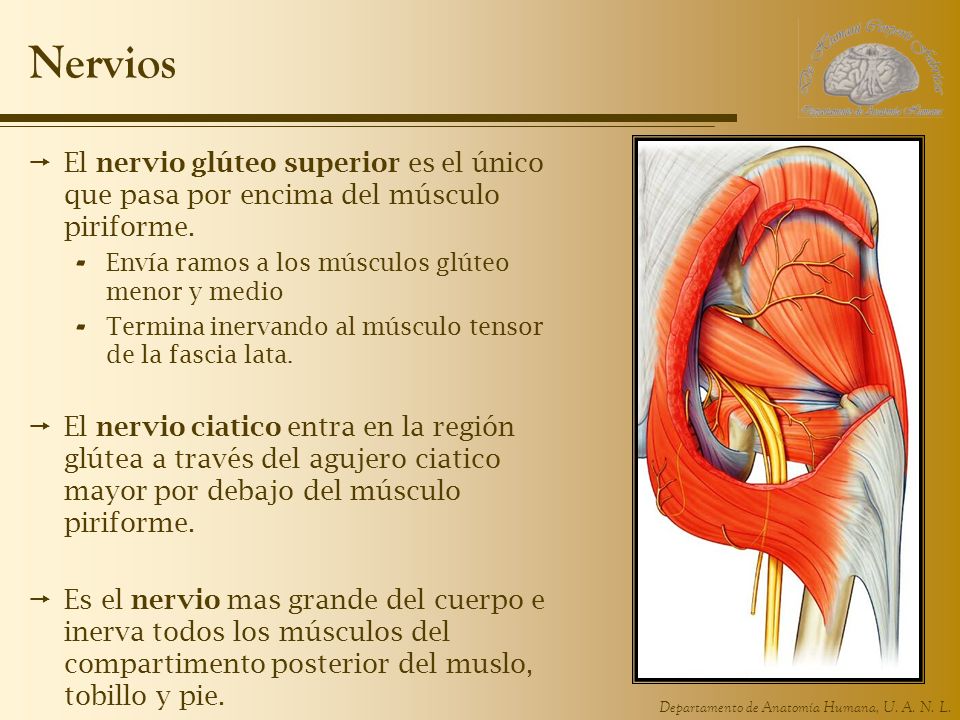 Nervios El nervio glúteo superior es el único que pasa por encima del músculo piriforme. Envía ramos a los músculos glúteo menor y medio.