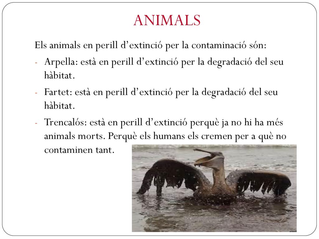 ANIMALS Els animals en perill d’extinció per la contaminació són: