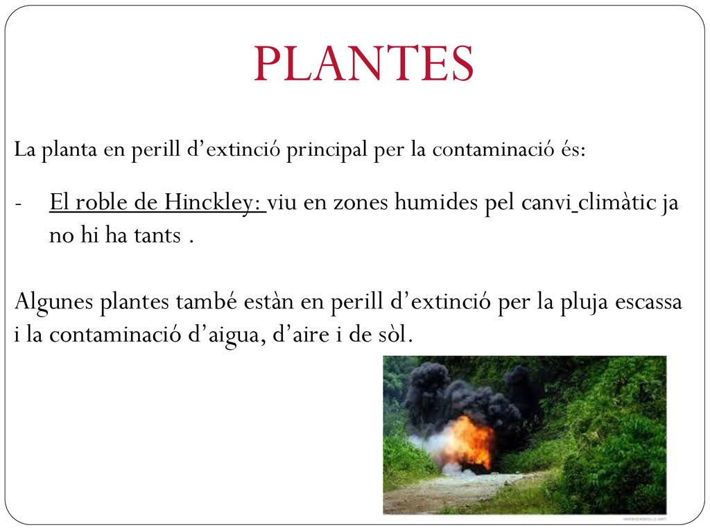 PLANTES La planta en perill d’extinció principal per la contaminació és: