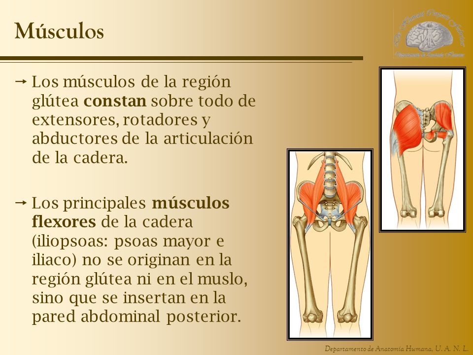 Músculos Los músculos de la región glútea constan sobre todo de extensores, rotadores y abductores de la articulación de la cadera.