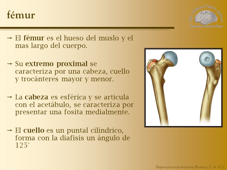 fémur El fémur es el hueso del muslo y el mas largo del cuerpo.