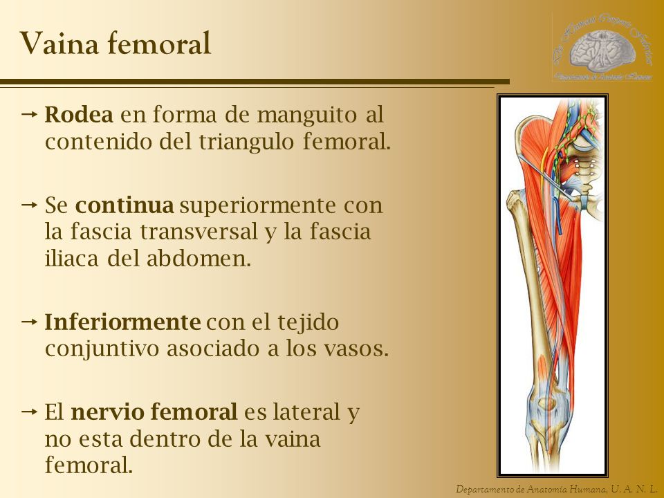 Vaina femoral Rodea en forma de manguito al contenido del triangulo femoral.