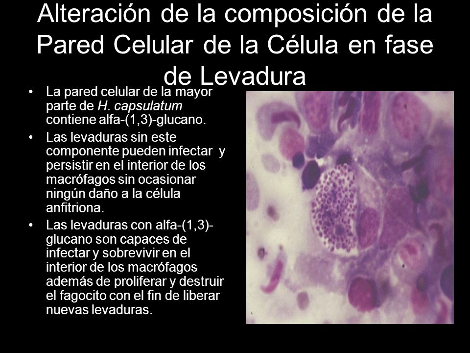Alteración de la composición de la Pared Celular de la Célula en fase de Levadura