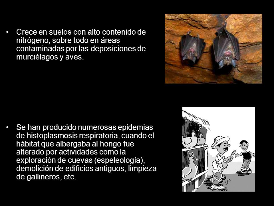 Crece en suelos con alto contenido de nitrógeno, sobre todo en áreas contaminadas por las deposiciones de murciélagos y aves.