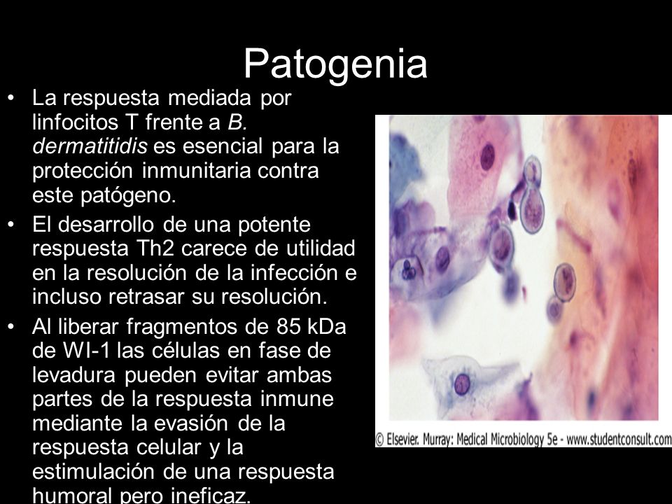 Patogenia La respuesta mediada por linfocitos T frente a B. dermatitidis es esencial para la protección inmunitaria contra este patógeno.