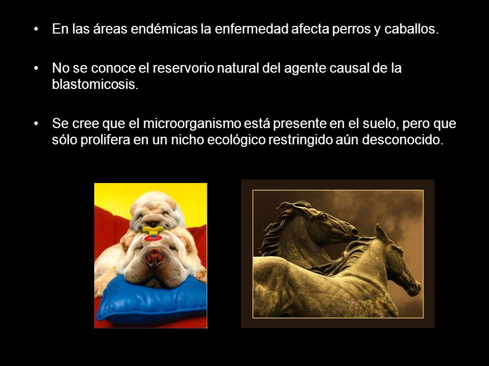 En las áreas endémicas la enfermedad afecta perros y caballos.