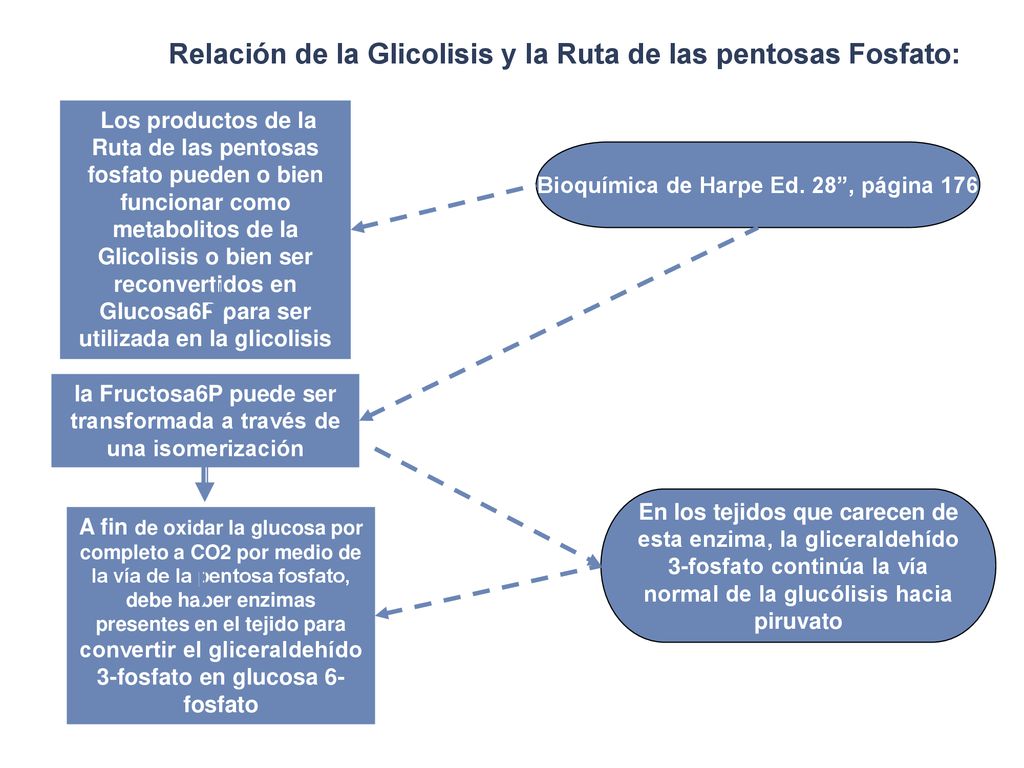 Relación de la Glicolisis y la Ruta de las pentosas Fosfato: