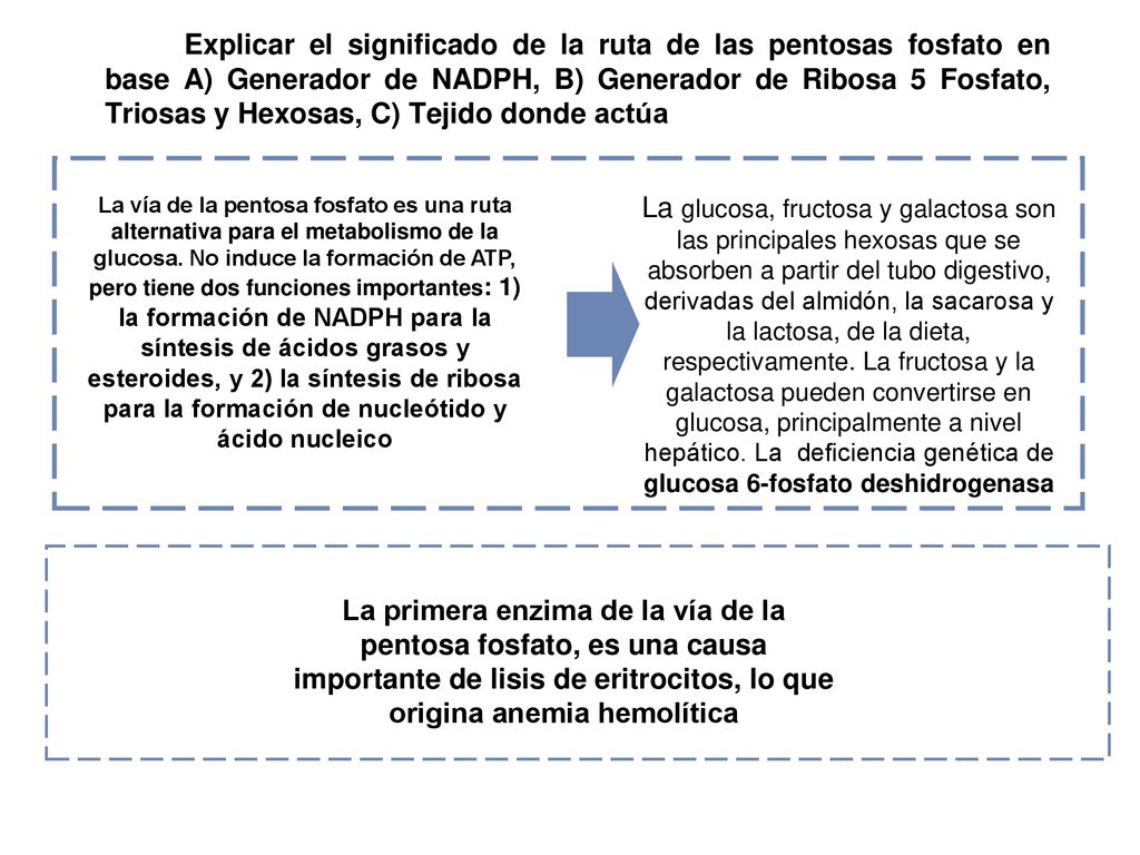Explicar el significado de la ruta de las pentosas fosfato en base A) Generador de NADPH, B) Generador de Ribosa 5 Fosfato, Triosas y Hexosas, C) Tejido donde actúa