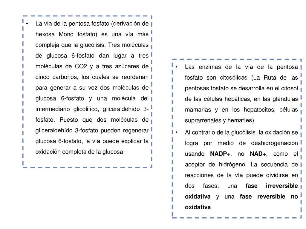 La vía de la pentosa fosfato (derivación de hexosa Mono fosfato) es una vía más compleja que la glucólisis. Tres moléculas de glucosa 6-fosfato dan lugar a tres moléculas de CO2 y a tres azúcares de cinco carbonos, los cuales se reordenan para generar a su vez dos moléculas de glucosa 6-fosfato y una molécula del intermediario glicolitico, gliceraldehído 3-fosfato. Puesto que dos moléculas de gliceraldehído 3-fosfato pueden regenerar glucosa 6-fosfato, la vía puede explicar la oxidación completa de la glucosa
