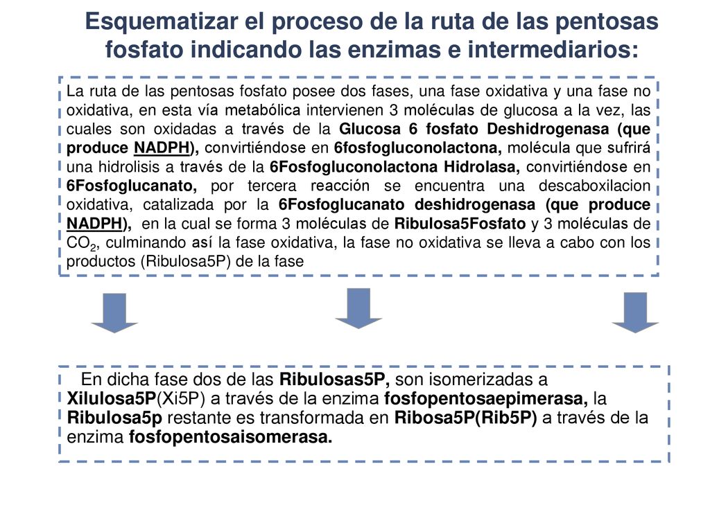 Esquematizar el proceso de la ruta de las pentosas fosfato indicando las enzimas e intermediarios: