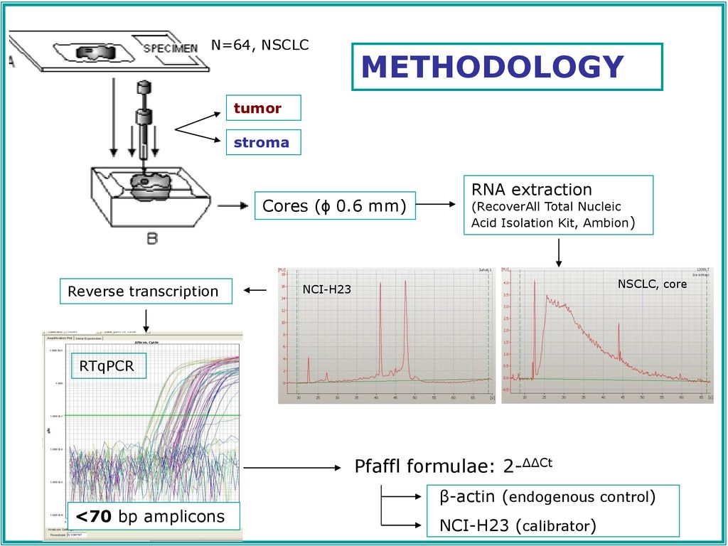 METHODOLOGY Pfaffl formulae: 2-ΔΔCt RNA extraction Cores (ɸ 0.6 mm)