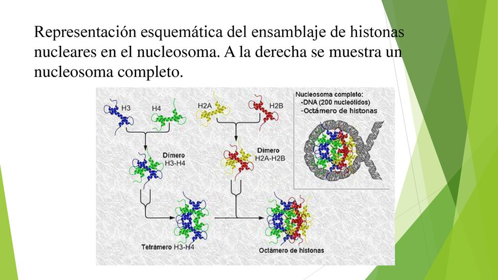 Representación esquemática del ensamblaje de histonas nucleares en el nucleosoma.
