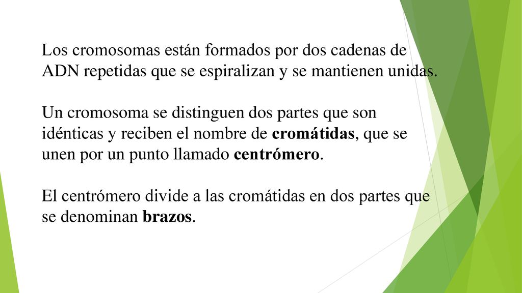 Los cromosomas están formados por dos cadenas de ADN repetidas que se espiralizan y se mantienen unidas.