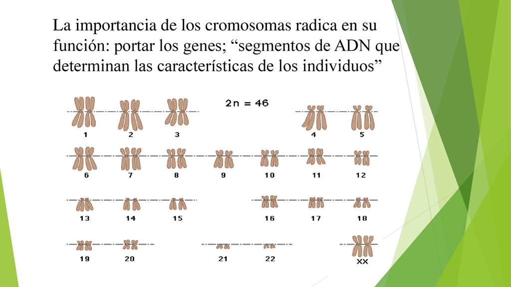 La importancia de los cromosomas radica en su función: portar los genes; segmentos de ADN que determinan las características de los individuos