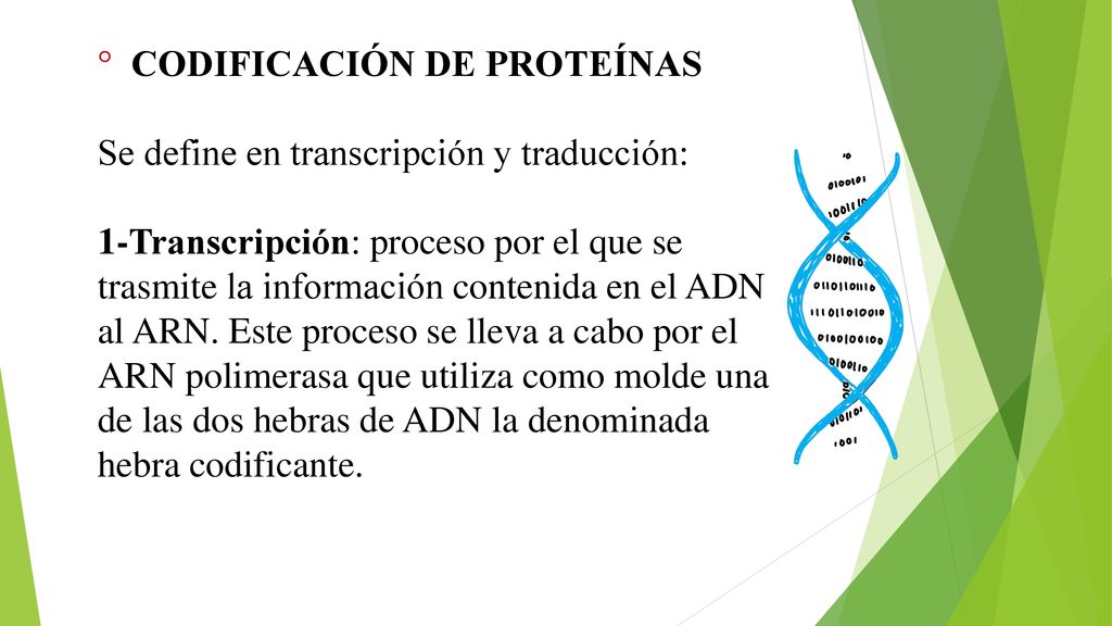 ° CODIFICACIÓN DE PROTEÍNAS Se define en transcripción y traducción: 1-Transcripción: proceso por el que se trasmite la información contenida en el ADN al ARN.