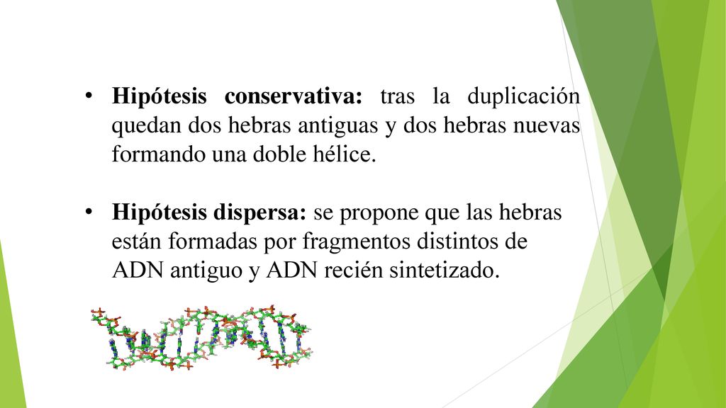 Hipótesis conservativa: tras la duplicación quedan dos hebras antiguas y dos hebras nuevas formando una doble hélice.