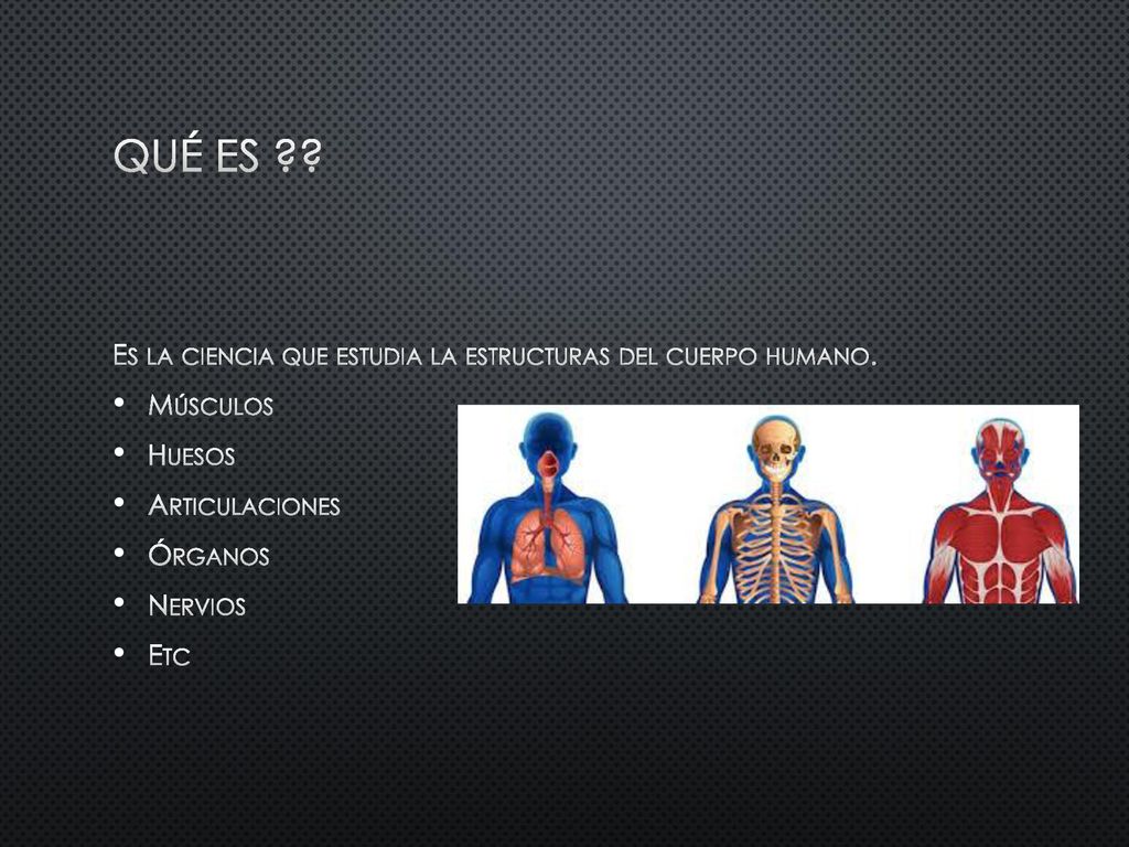 QUÉ ES Es la ciencia que estudia la estructuras del cuerpo humano.