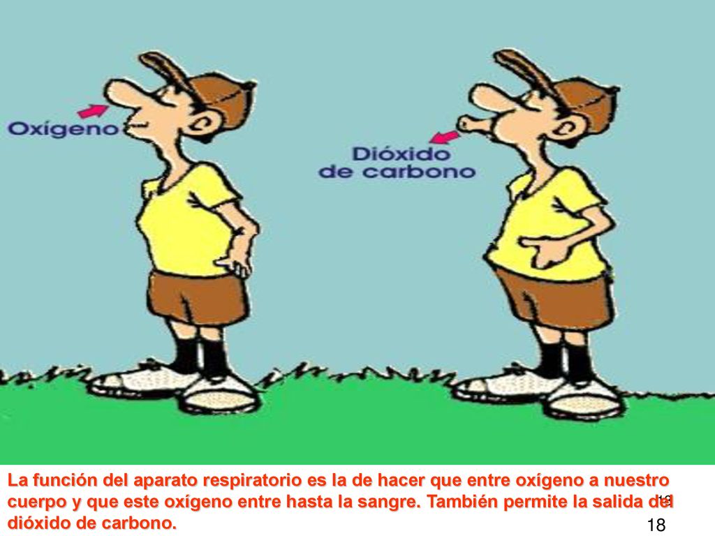 La función del aparato respiratorio es la de hacer que entre oxígeno a nuestro cuerpo y que este oxígeno entre hasta la sangre. También permite la salida del dióxido de carbono.
