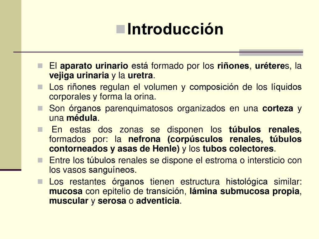 Introducción El aparato urinario está formado por los riñones, uréteres, la vejiga urinaria y la uretra.