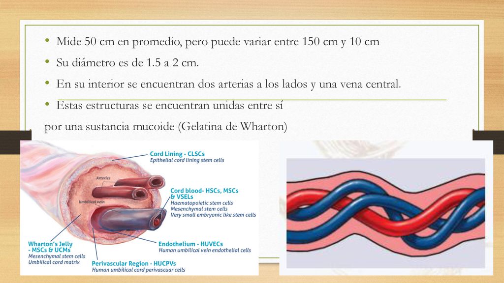 Mide 50 cm en promedio, pero puede variar entre 150 cm y 10 cm