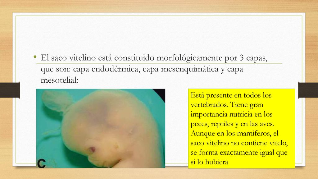 El saco vitelino está constituido morfológicamente por 3 capas, que son: capa endodérmica, capa mesenquimática y capa mesotelial: