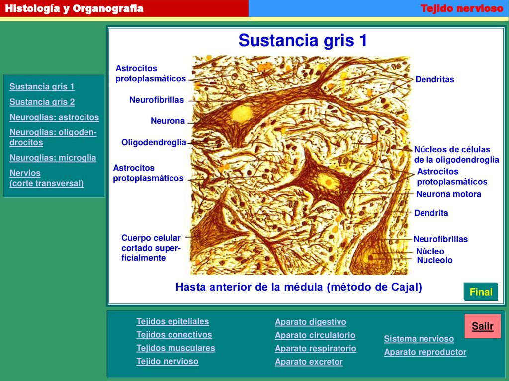 Sustancia gris 1 Hasta anterior de la médula (método de Cajal) Final