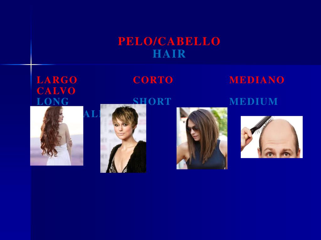 pelo/cabello hair largo corto mediano calvo long short Medium bald