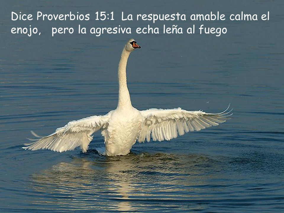 Dice Proverbios 15:1 La respuesta amable calma el enojo, pero la agresiva echa leña al fuego