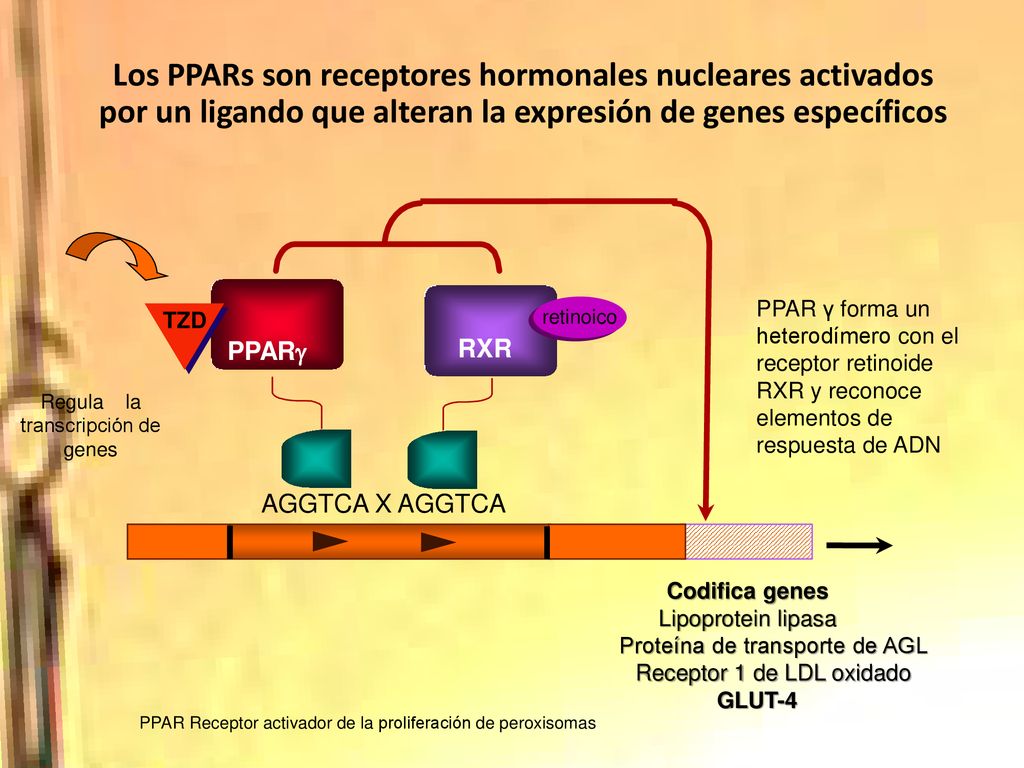 Los PPARs son receptores hormonales nucleares activados por un ligando que alteran la expresión de genes específicos