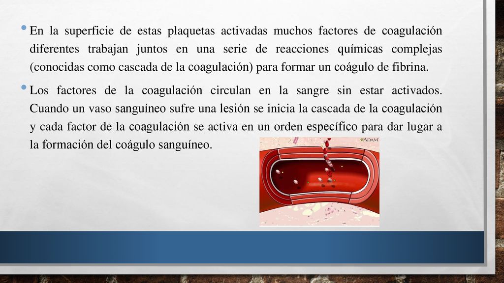 En la superficie de estas plaquetas activadas muchos factores de coagulación diferentes trabajan juntos en una serie de reacciones químicas complejas (conocidas como cascada de la coagulación) para formar un coágulo de fibrina.