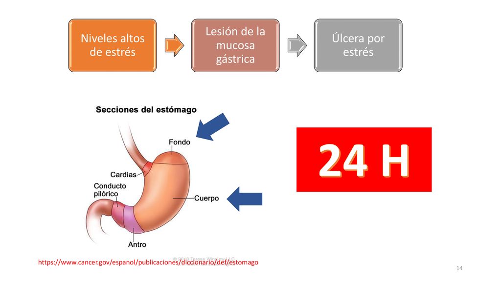 24 H Niveles altos de estrés Lesión de la mucosa gástrica